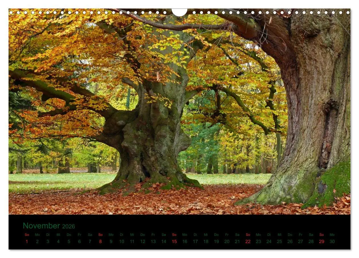 Bild: 9783516229110 | Baumgeflüster (Wandkalender 2026 DIN A3 quer), CALVENDO Monatskalender