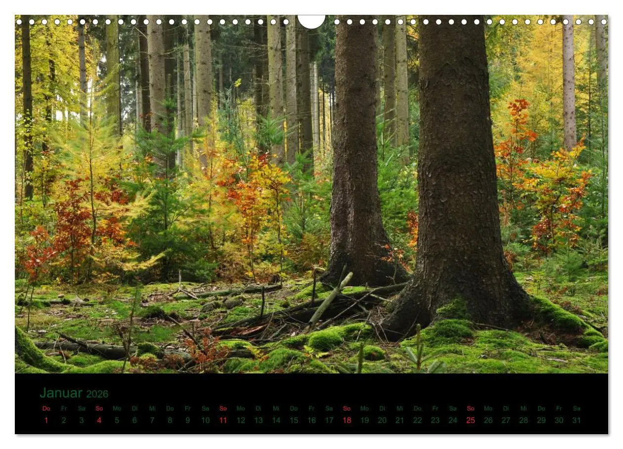 Bild: 9783516229110 | Baumgeflüster (Wandkalender 2026 DIN A3 quer), CALVENDO Monatskalender