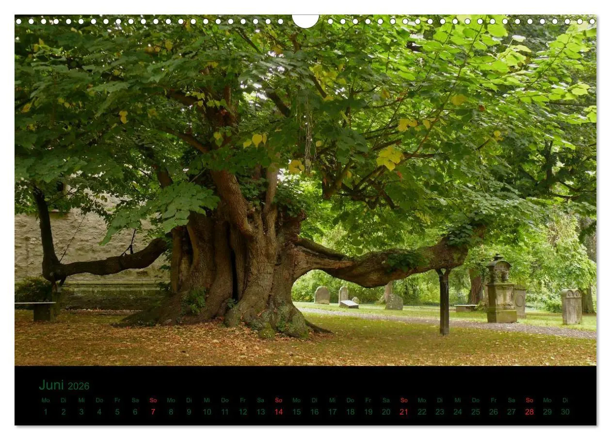 Bild: 9783516229110 | Baumgeflüster (Wandkalender 2026 DIN A3 quer), CALVENDO Monatskalender