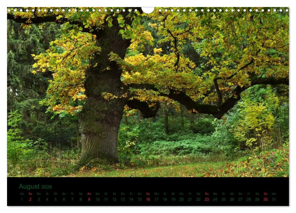 Bild: 9783516229110 | Baumgeflüster (Wandkalender 2026 DIN A3 quer), CALVENDO Monatskalender