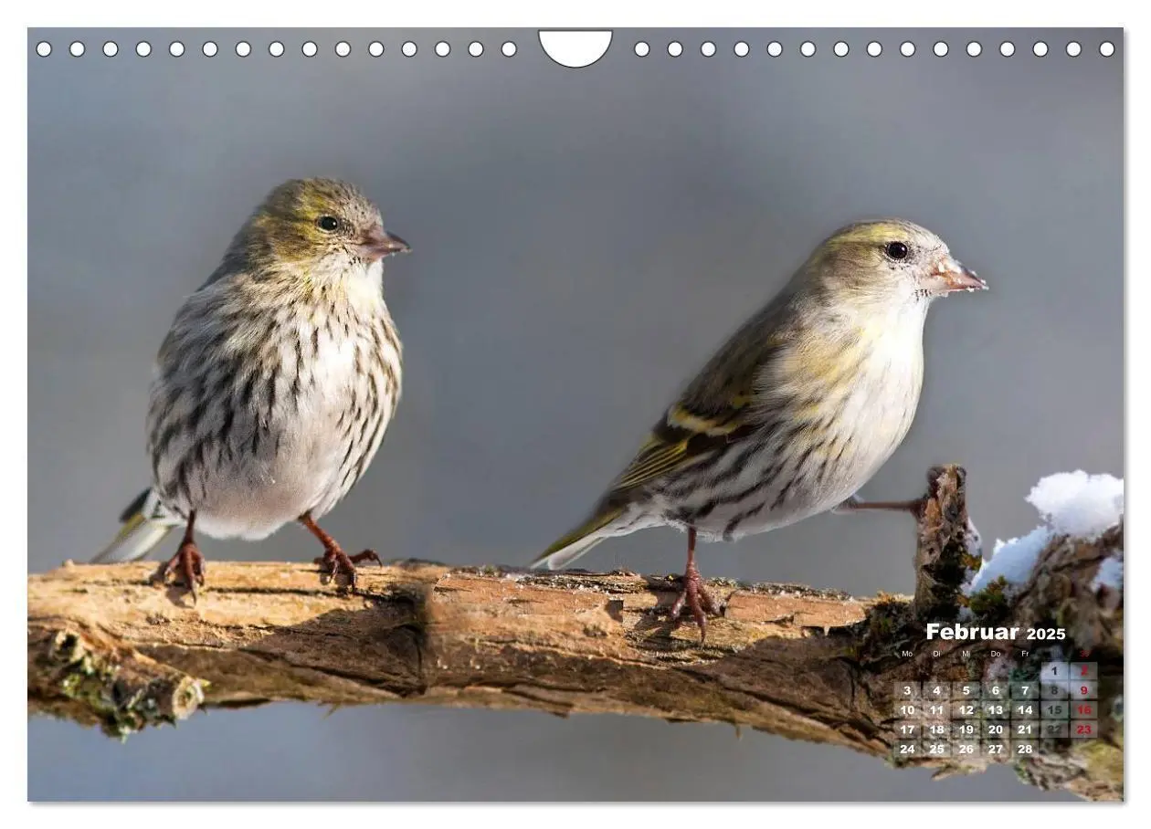 Bild: 9783435729210 | NATUR PUR - Singvögel ganz nah (Wandkalender 2025 DIN A4 quer),...