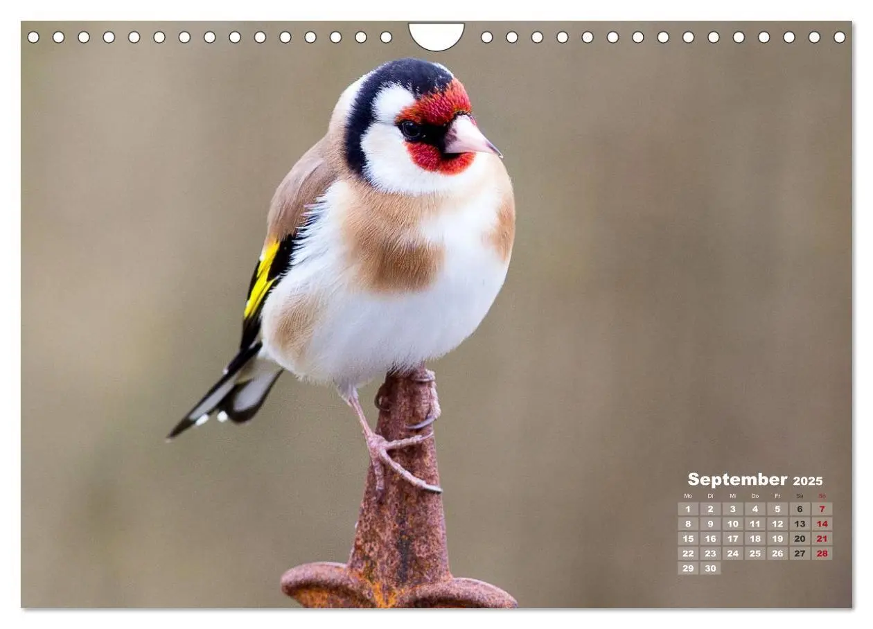 Bild: 9783435729210 | NATUR PUR - Singvögel ganz nah (Wandkalender 2025 DIN A4 quer),...