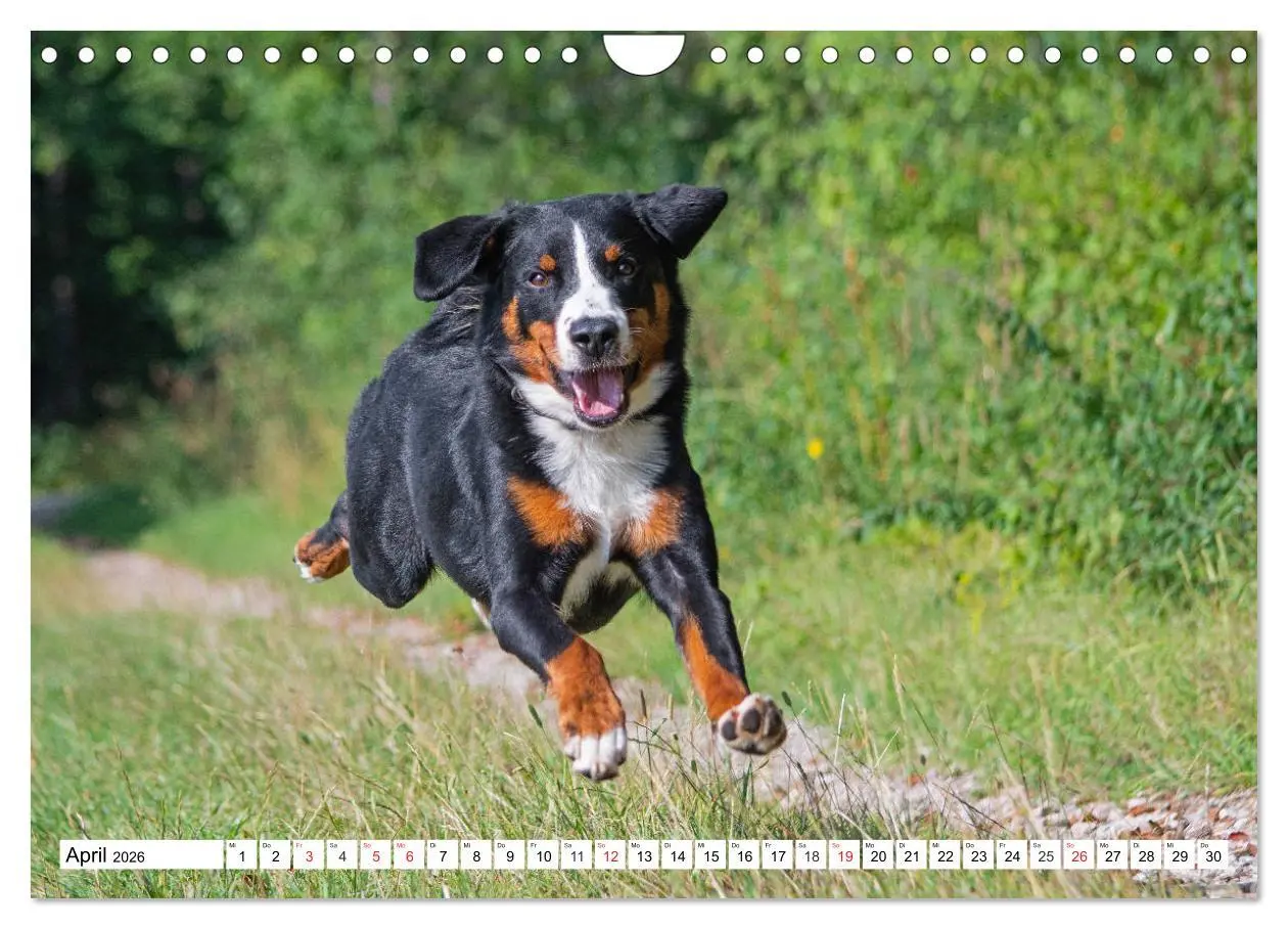 Bild: 9783457679210 | Appenzeller Sennenhund - Ein Schweizer auf 4 Pfoten (Wandkalender...