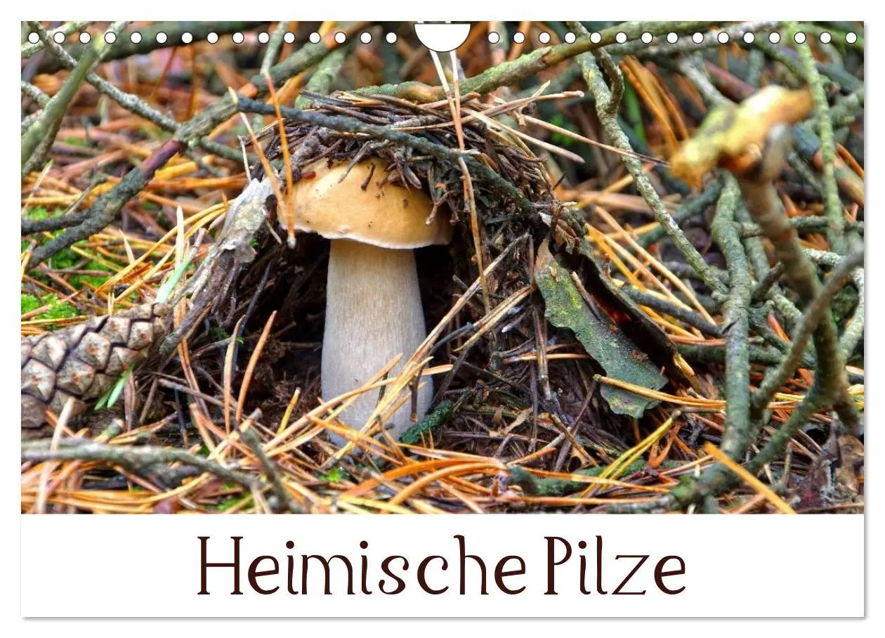 Cover: 9783516079210 | Heimische Pilze (Wandkalender 2026 DIN A4 quer), CALVENDO...