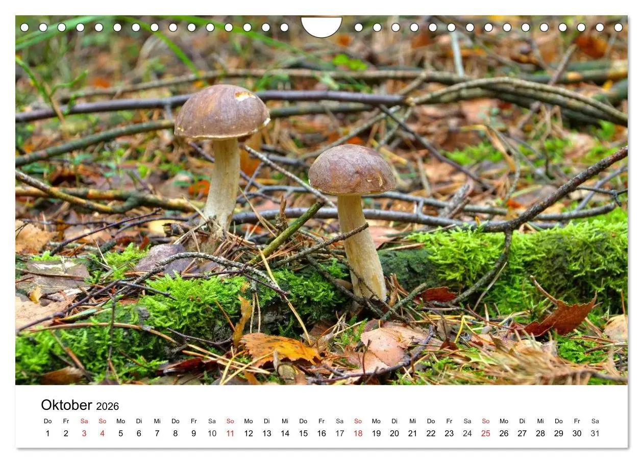 Bild: 9783516079210 | Heimische Pilze (Wandkalender 2026 DIN A4 quer), CALVENDO...