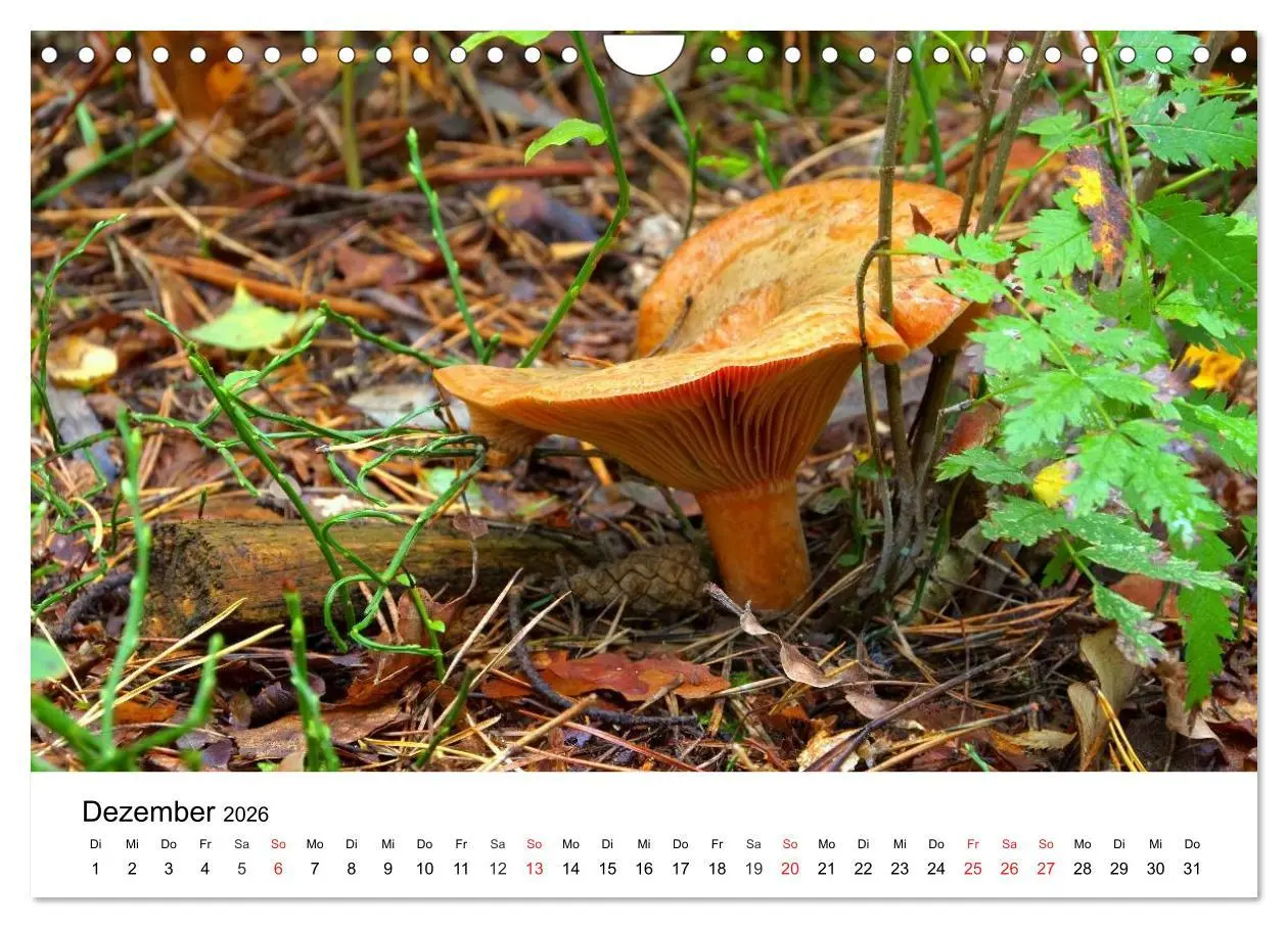 Bild: 9783516079210 | Heimische Pilze (Wandkalender 2026 DIN A4 quer), CALVENDO...