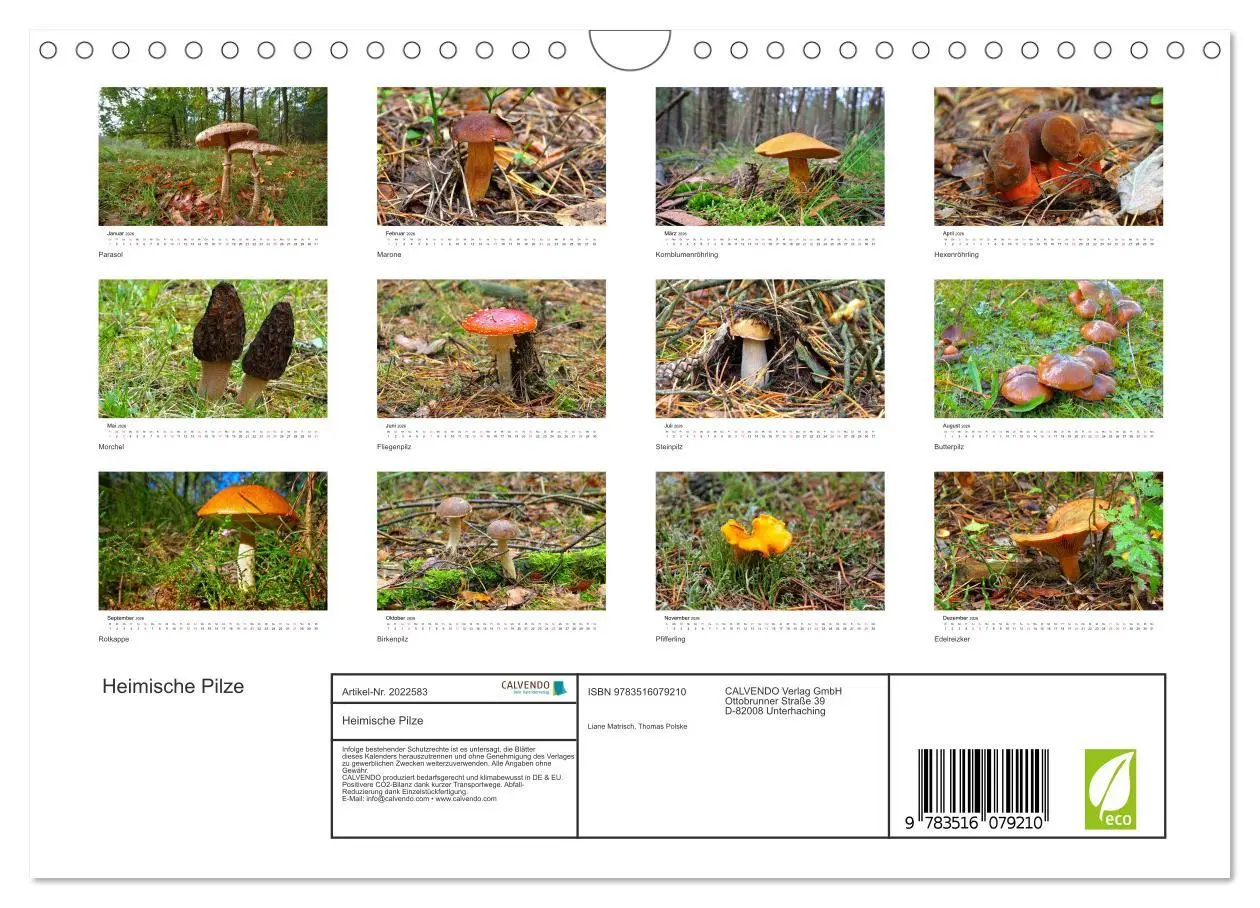 Bild: 9783516079210 | Heimische Pilze (Wandkalender 2026 DIN A4 quer), CALVENDO...