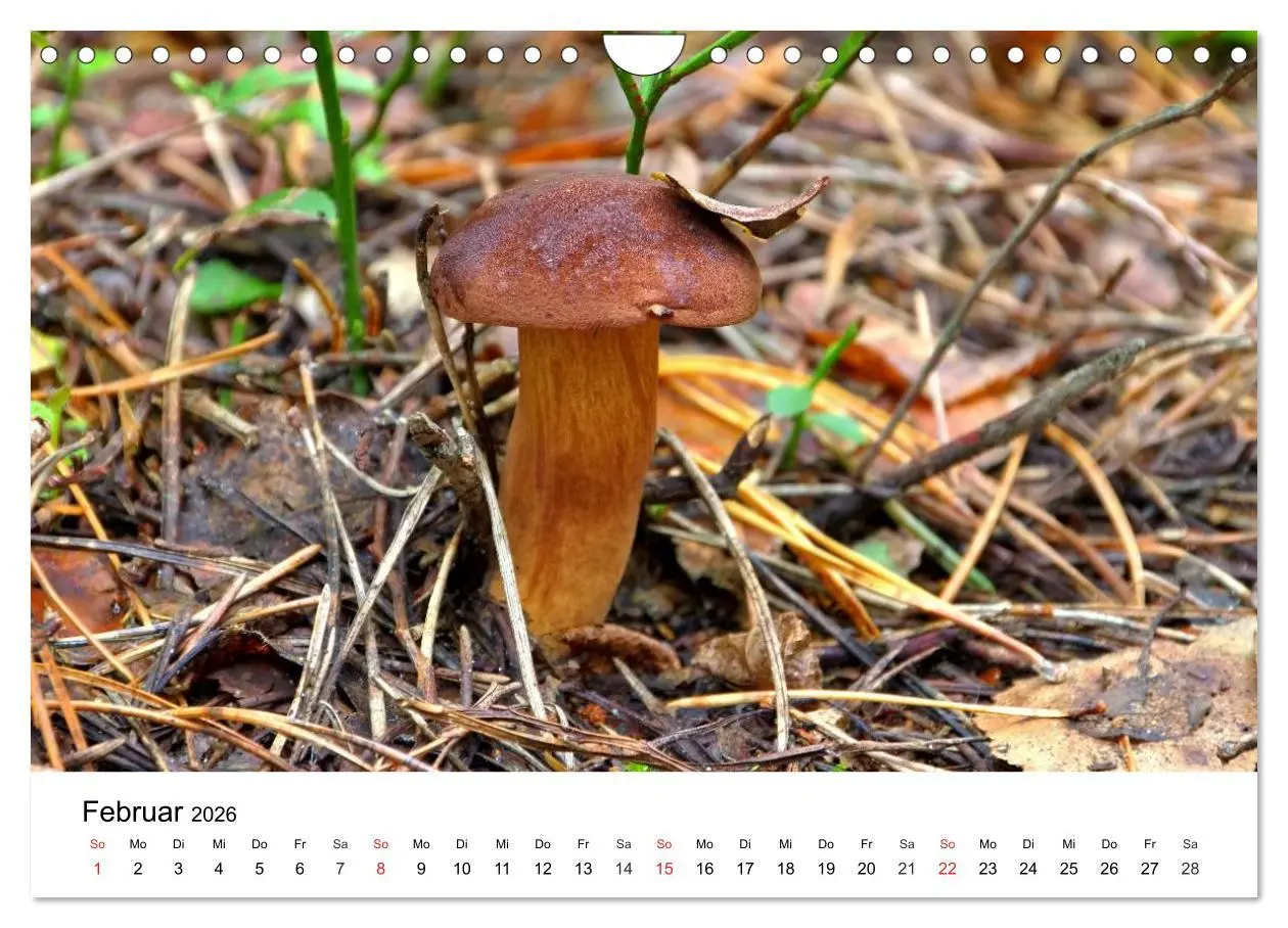Bild: 9783516079210 | Heimische Pilze (Wandkalender 2026 DIN A4 quer), CALVENDO...