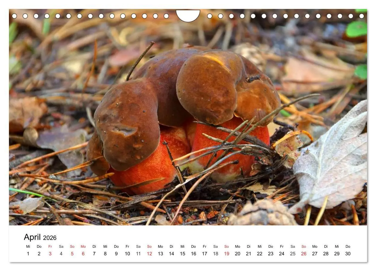 Bild: 9783516079210 | Heimische Pilze (Wandkalender 2026 DIN A4 quer), CALVENDO...