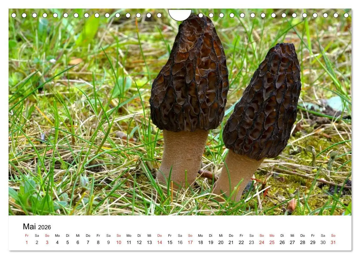 Bild: 9783516079210 | Heimische Pilze (Wandkalender 2026 DIN A4 quer), CALVENDO...