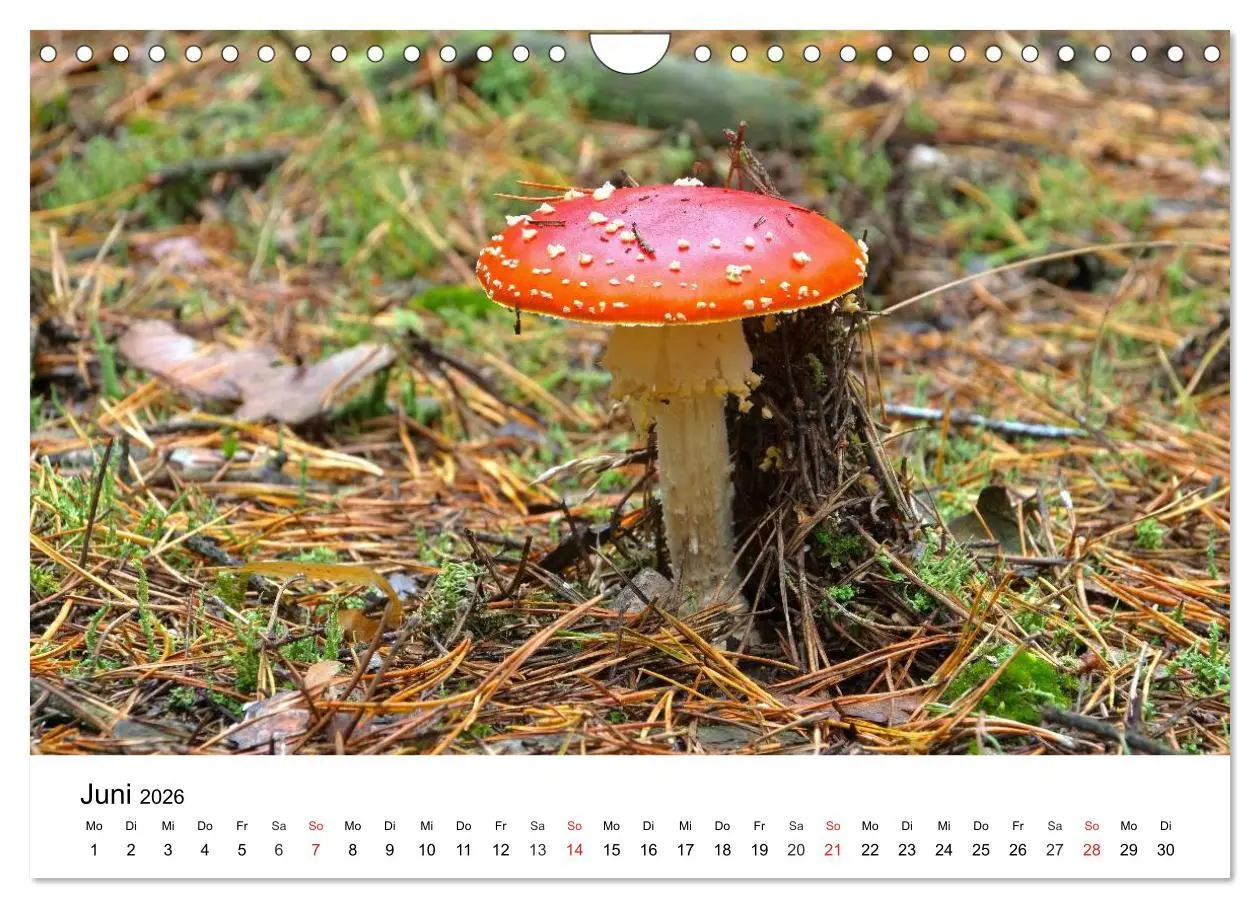 Bild: 9783516079210 | Heimische Pilze (Wandkalender 2026 DIN A4 quer), CALVENDO...