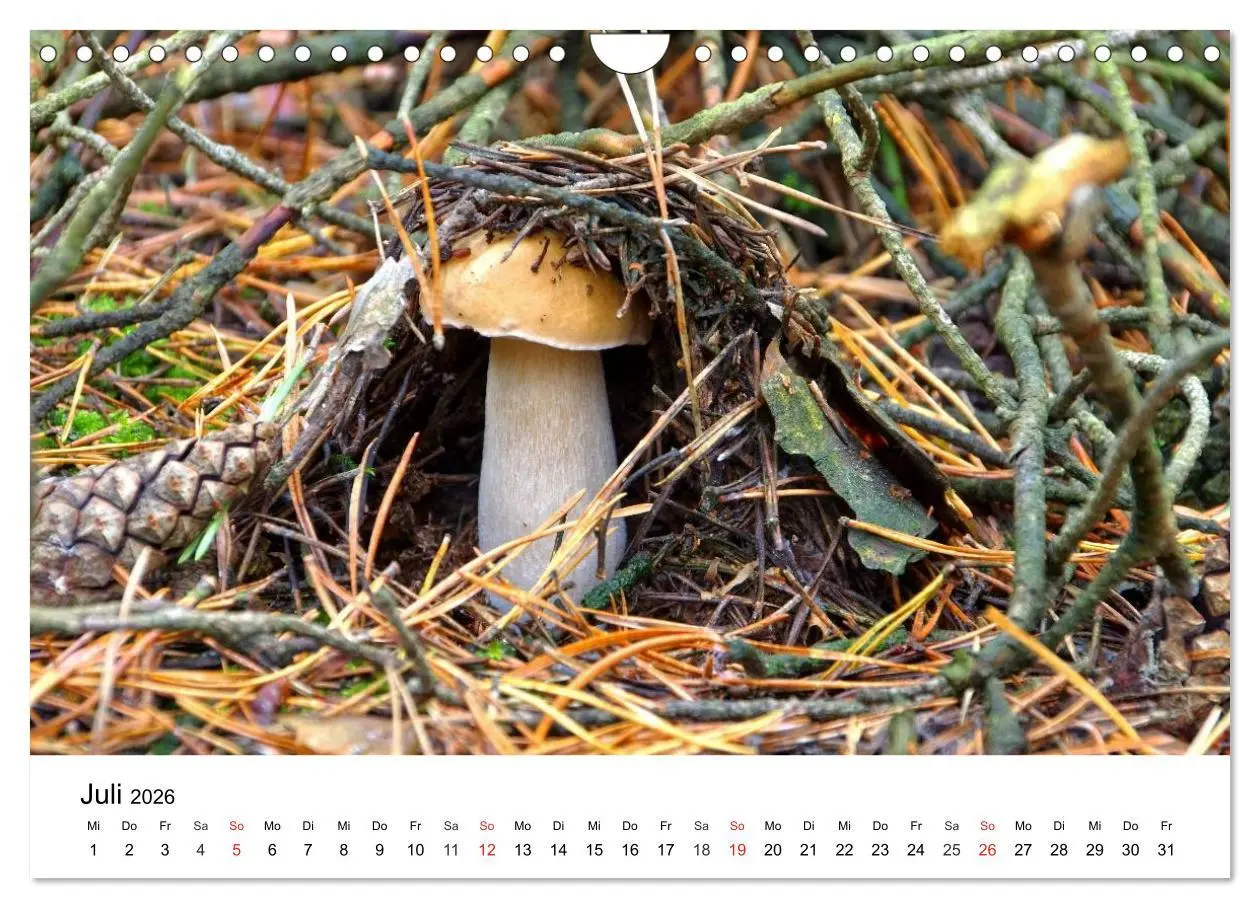 Bild: 9783516079210 | Heimische Pilze (Wandkalender 2026 DIN A4 quer), CALVENDO...