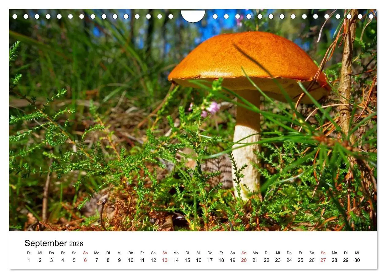 Bild: 9783516079210 | Heimische Pilze (Wandkalender 2026 DIN A4 quer), CALVENDO...