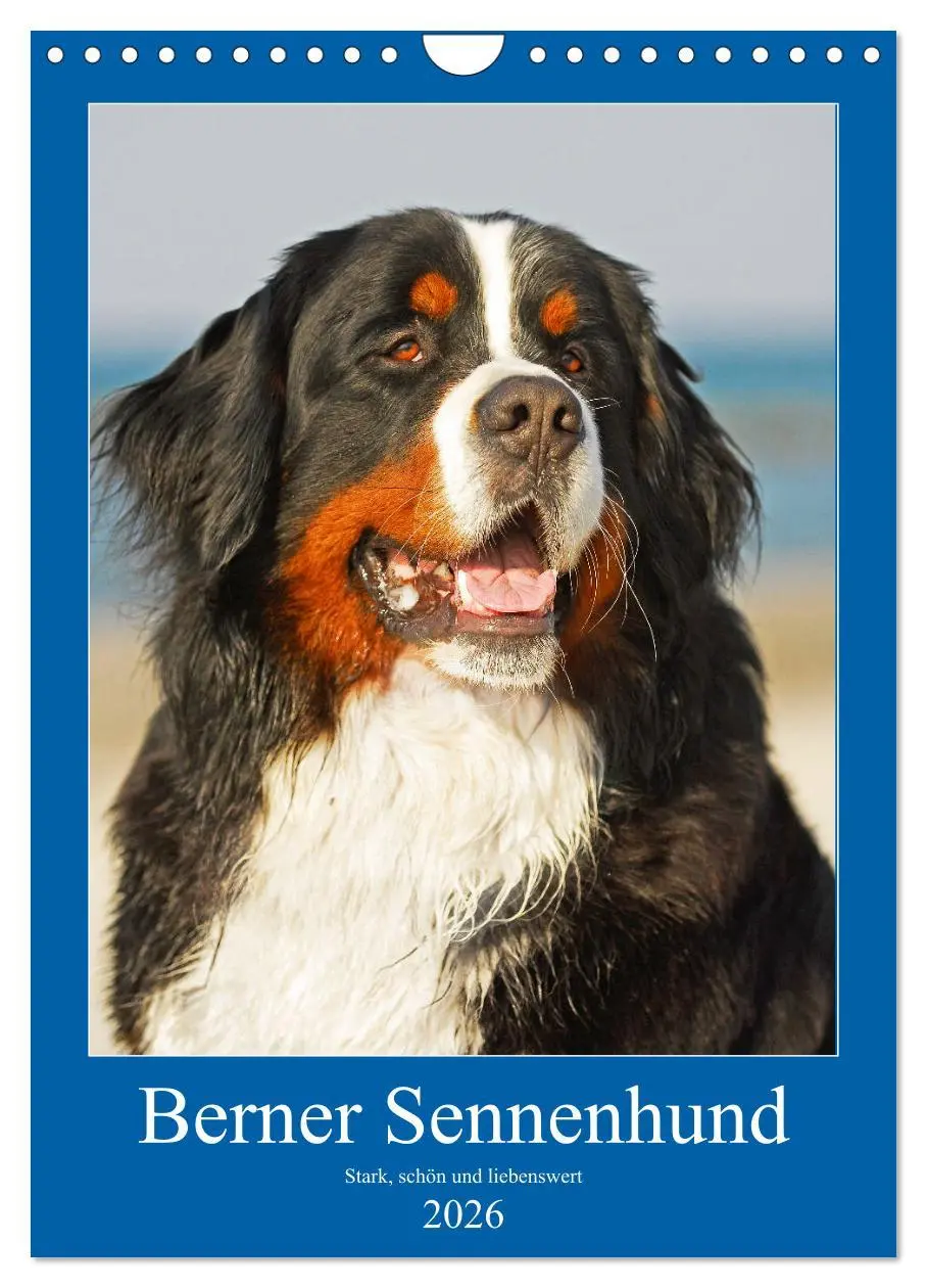 Cover: 9783516389210 | Berner Sennenhund - stark , schön und liebenswert (Wandkalender...
