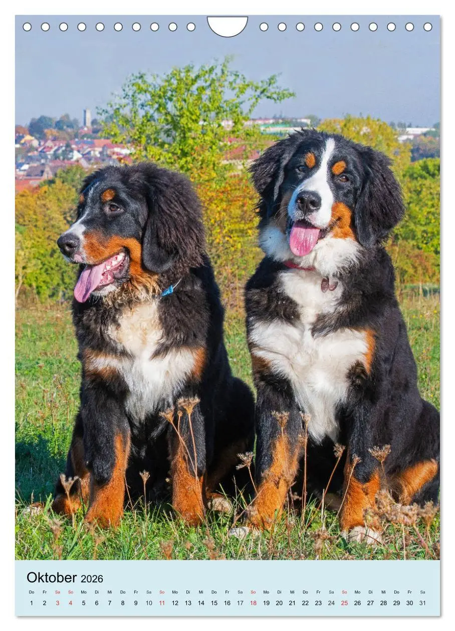 Bild: 9783516389210 | Berner Sennenhund - stark , schön und liebenswert (Wandkalender...