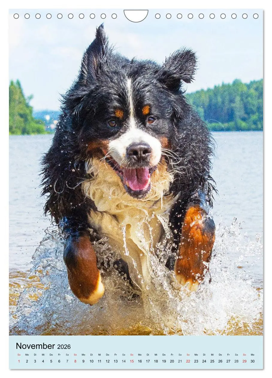 Bild: 9783516389210 | Berner Sennenhund - stark , schön und liebenswert (Wandkalender...