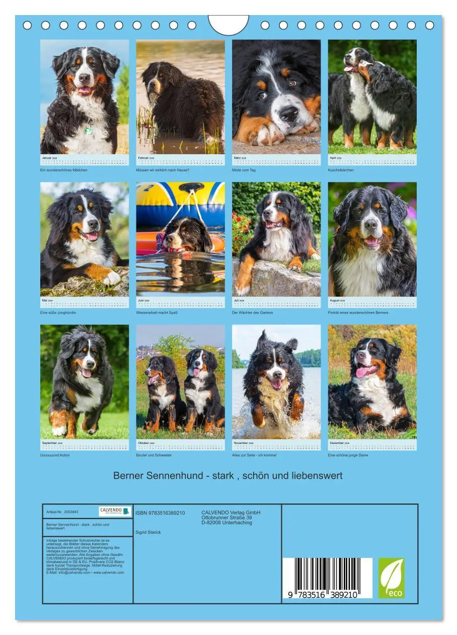 Bild: 9783516389210 | Berner Sennenhund - stark , schön und liebenswert (Wandkalender...