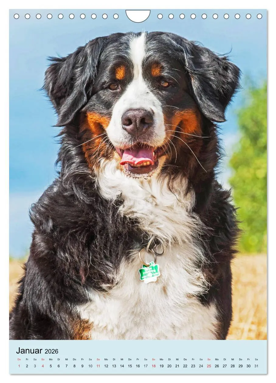 Bild: 9783516389210 | Berner Sennenhund - stark , schön und liebenswert (Wandkalender...