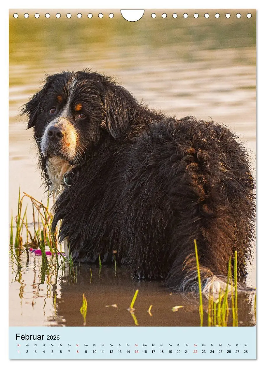 Bild: 9783516389210 | Berner Sennenhund - stark , schön und liebenswert (Wandkalender...