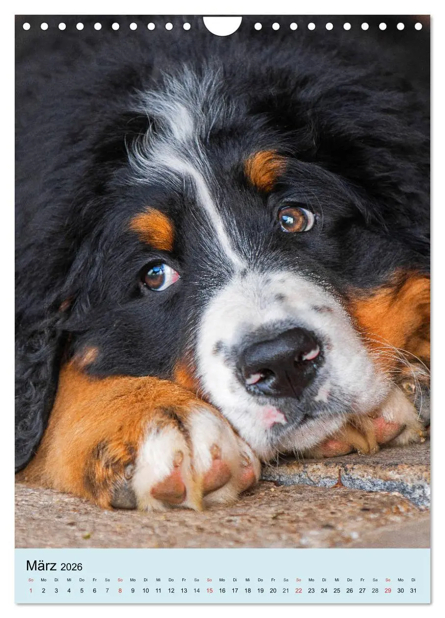 Bild: 9783516389210 | Berner Sennenhund - stark , schön und liebenswert (Wandkalender...