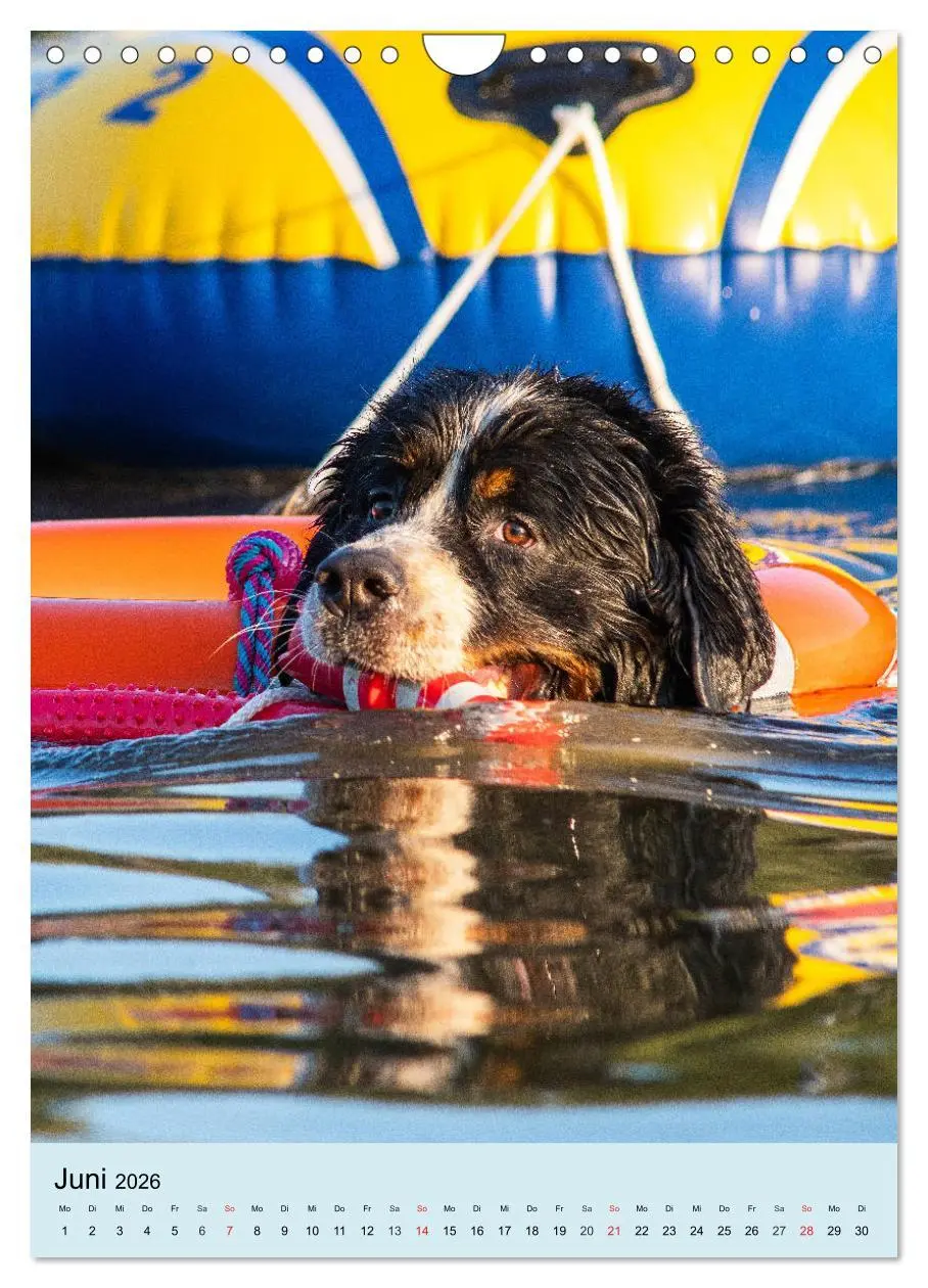 Bild: 9783516389210 | Berner Sennenhund - stark , schön und liebenswert (Wandkalender...