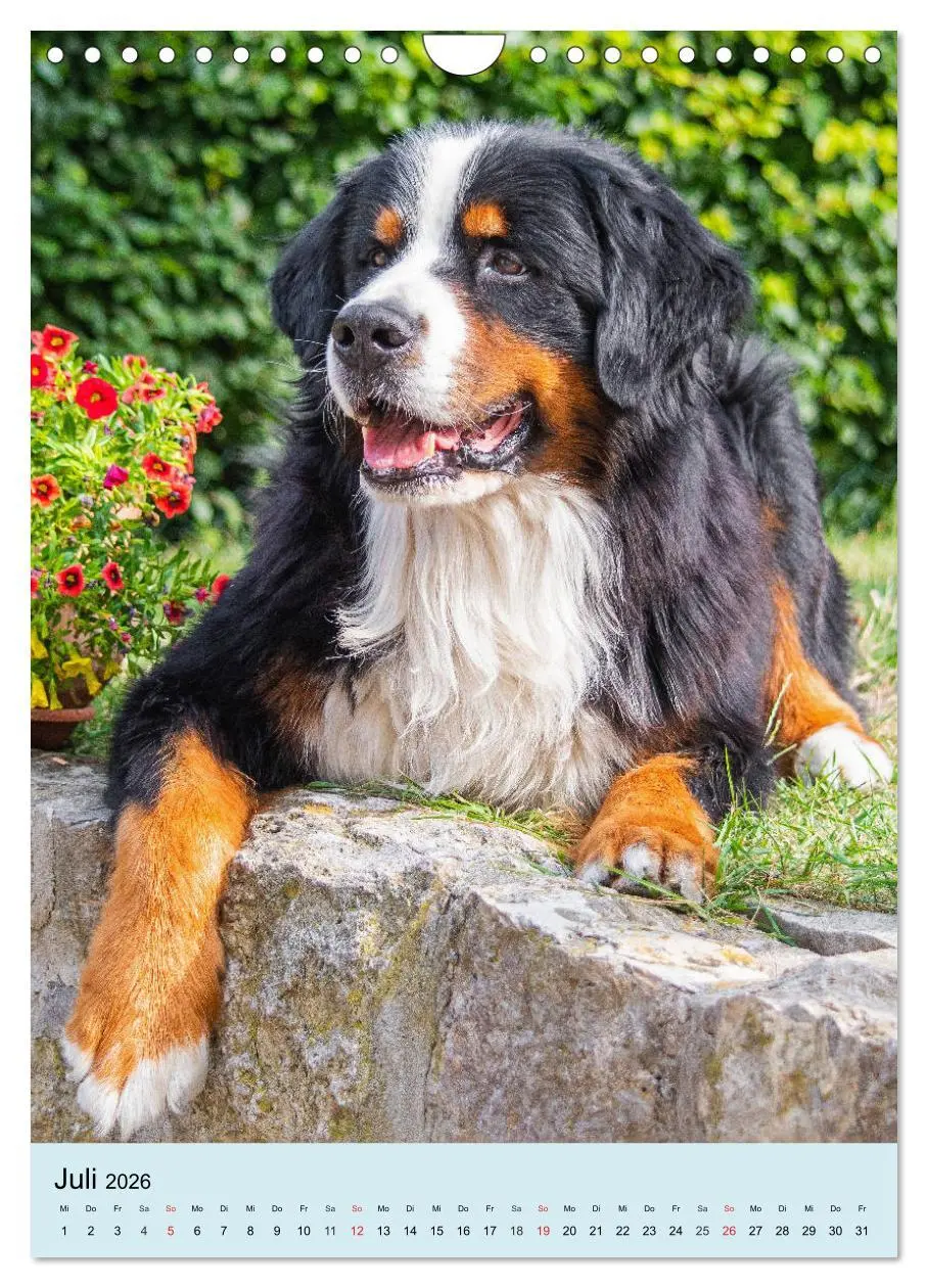 Bild: 9783516389210 | Berner Sennenhund - stark , schön und liebenswert (Wandkalender...