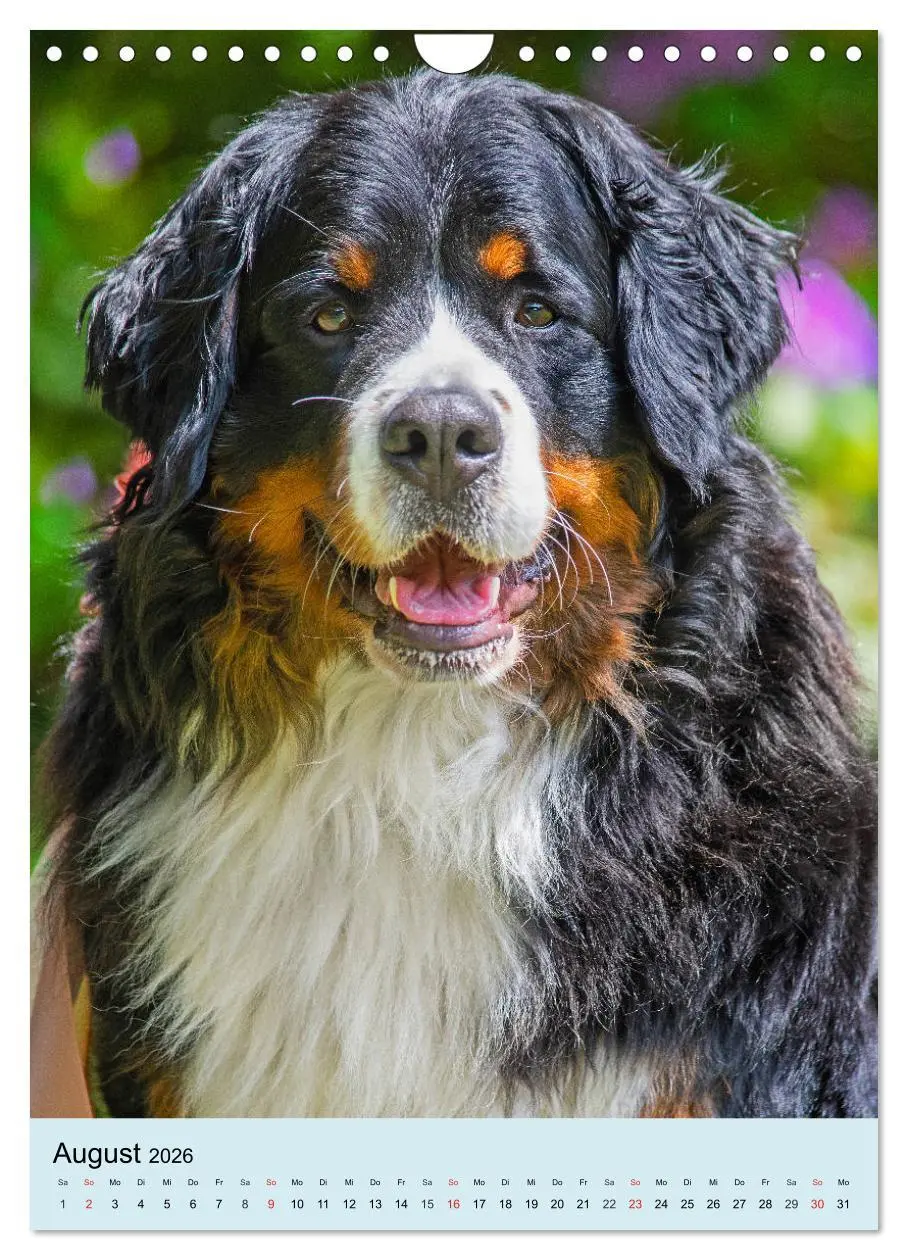 Bild: 9783516389210 | Berner Sennenhund - stark , schön und liebenswert (Wandkalender...