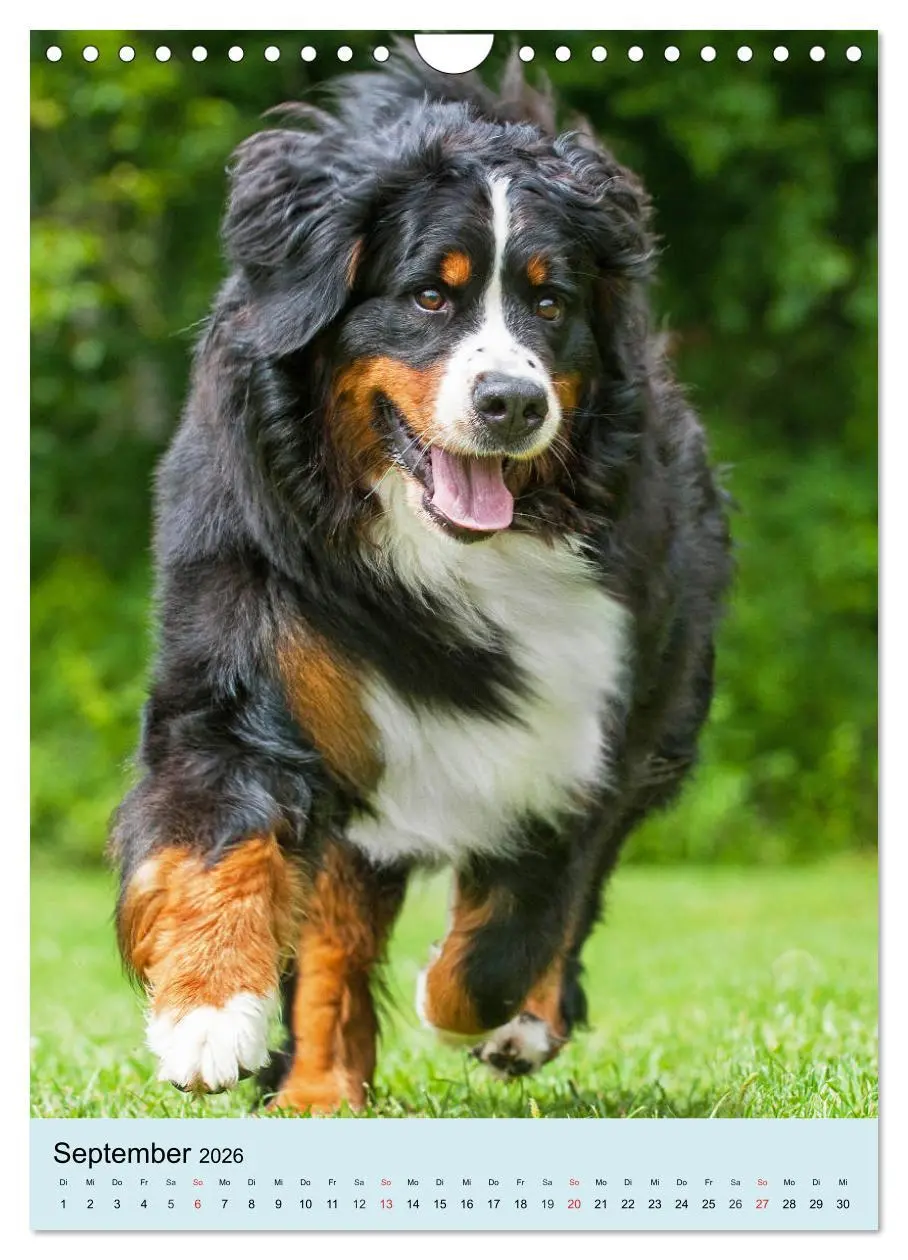 Bild: 9783516389210 | Berner Sennenhund - stark , schön und liebenswert (Wandkalender...