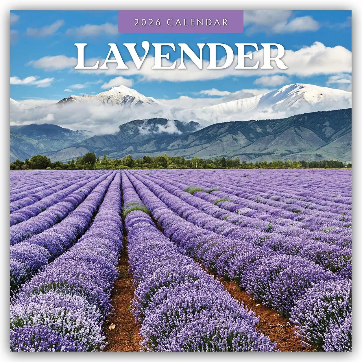 Cover: 9781804429310 | Lavender 2026 Square Wall Calendar | Red Robin | Taschenbuch | 16 S.