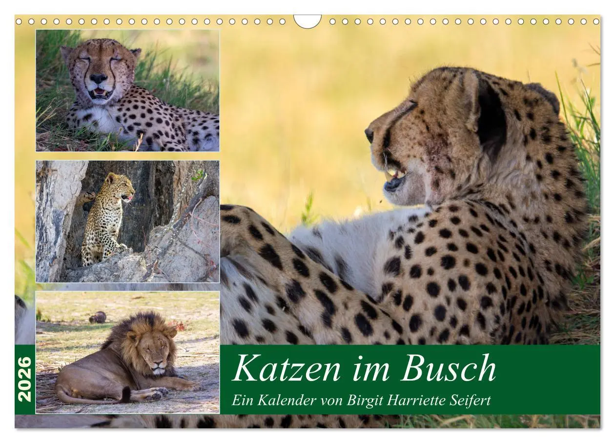 Cover: 9783457739310 | Katzen im Busch (Wandkalender 2026 DIN A3 quer), CALVENDO...