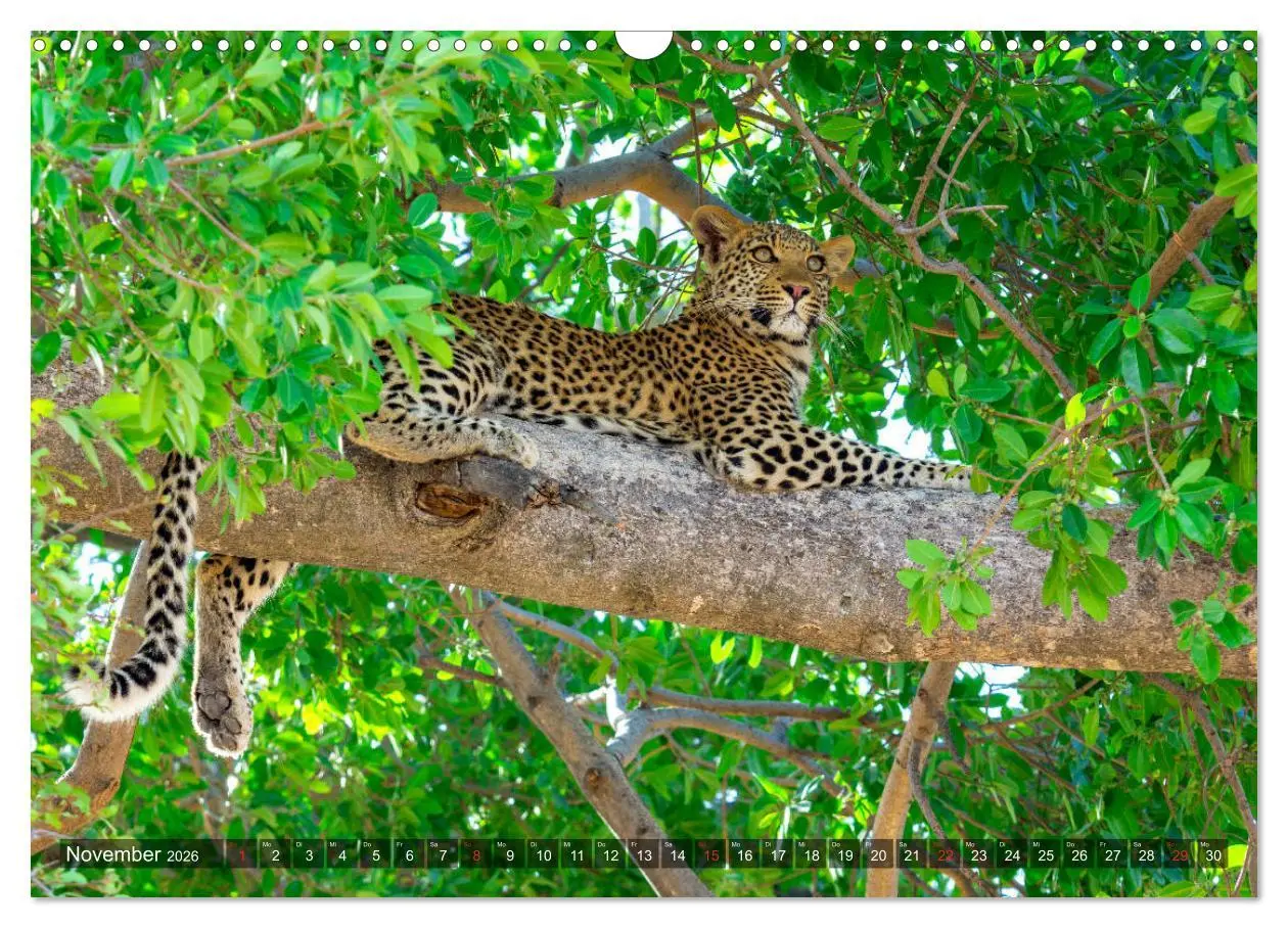 Bild: 9783457739310 | Katzen im Busch (Wandkalender 2026 DIN A3 quer), CALVENDO...