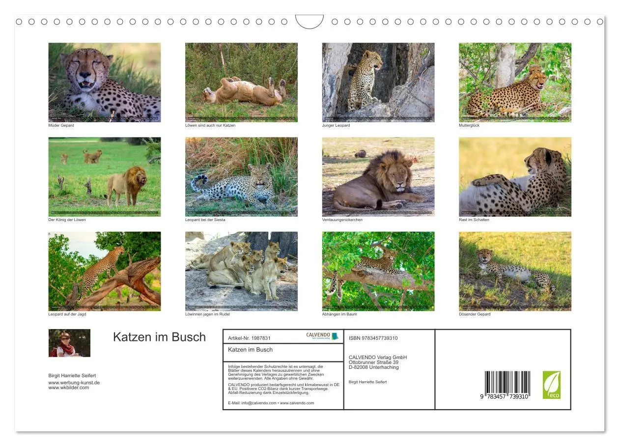 Bild: 9783457739310 | Katzen im Busch (Wandkalender 2026 DIN A3 quer), CALVENDO...