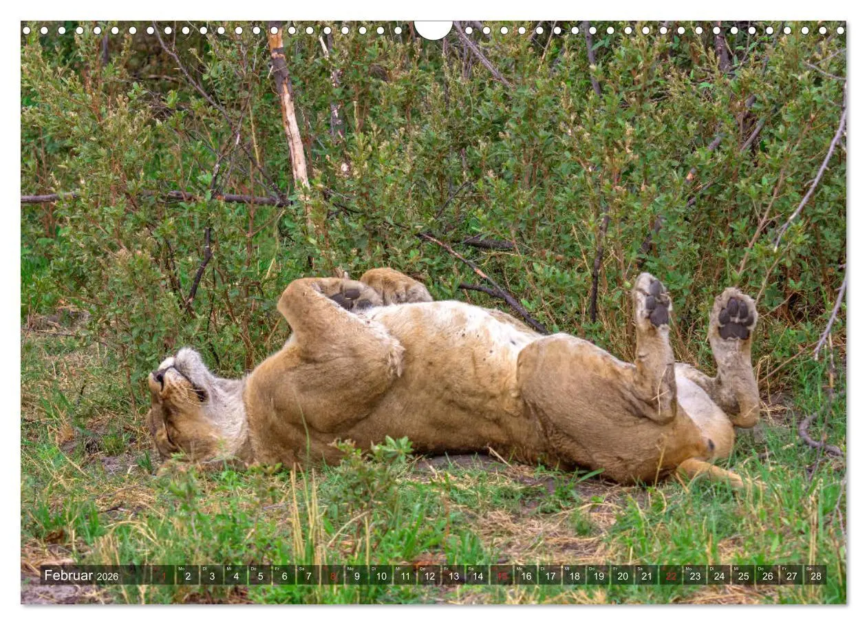 Bild: 9783457739310 | Katzen im Busch (Wandkalender 2026 DIN A3 quer), CALVENDO...