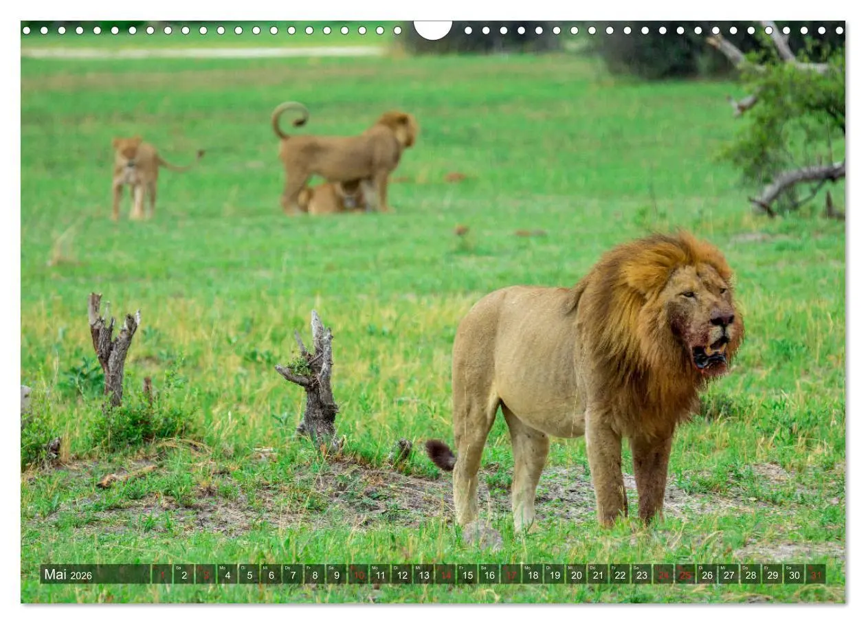 Bild: 9783457739310 | Katzen im Busch (Wandkalender 2026 DIN A3 quer), CALVENDO...