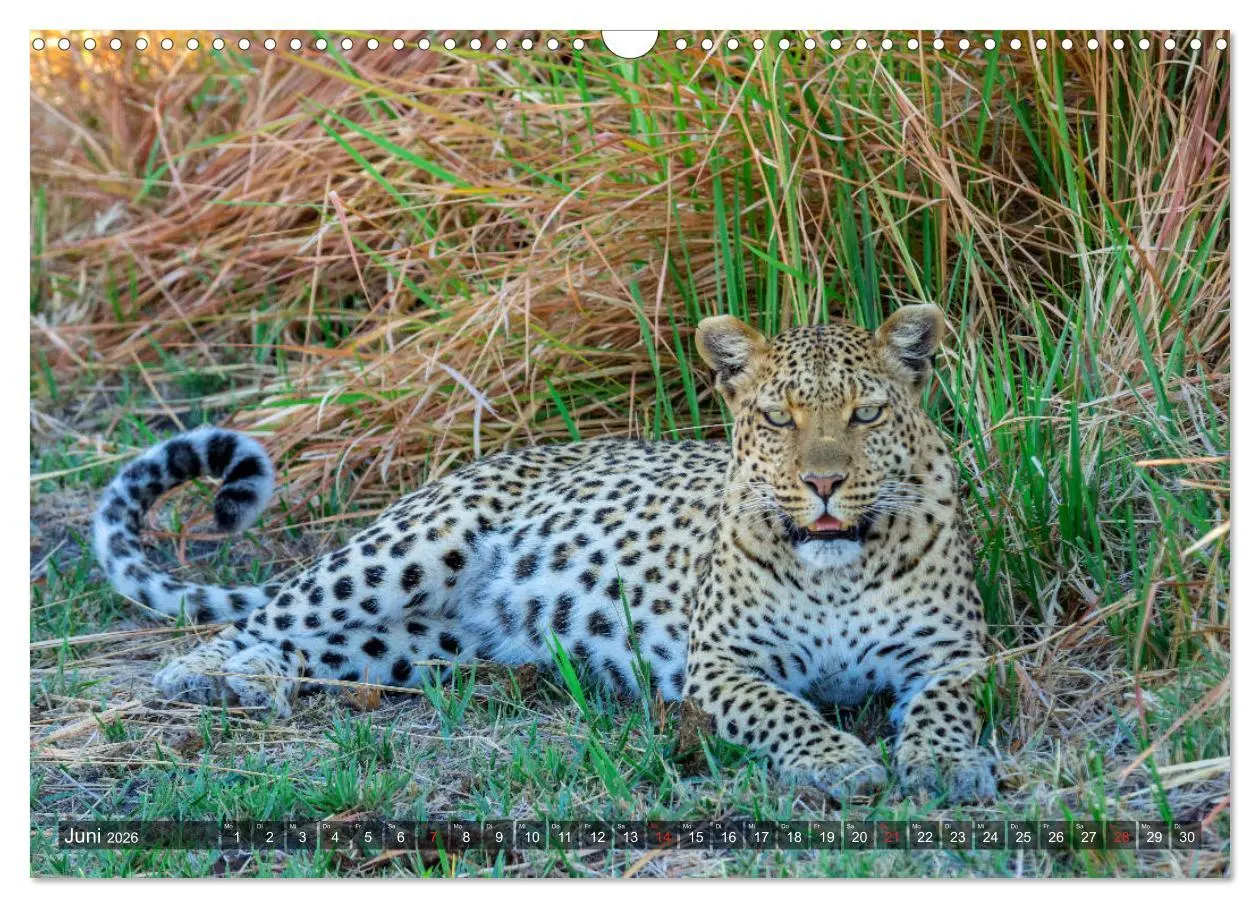 Bild: 9783457739310 | Katzen im Busch (Wandkalender 2026 DIN A3 quer), CALVENDO...