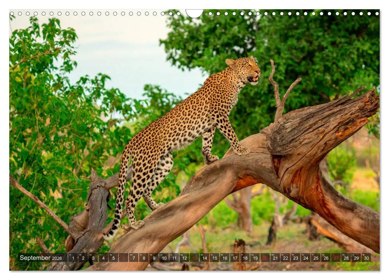 Bild: 9783457739310 | Katzen im Busch (Wandkalender 2026 DIN A3 quer), CALVENDO...