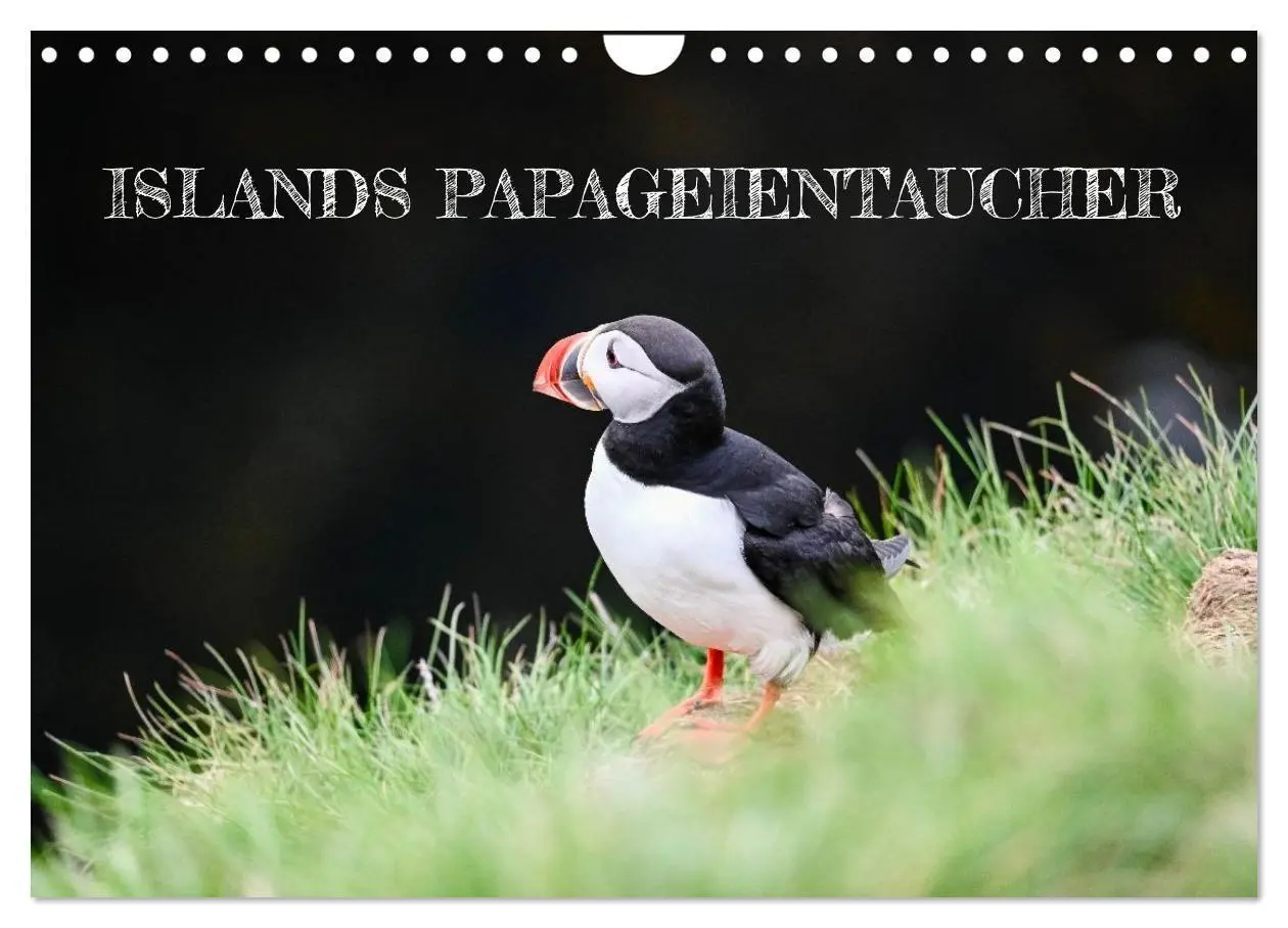 Cover: 9783516689310 | Islands Papageientaucher (Wandkalender 2026 DIN A4 quer), CALVENDO...