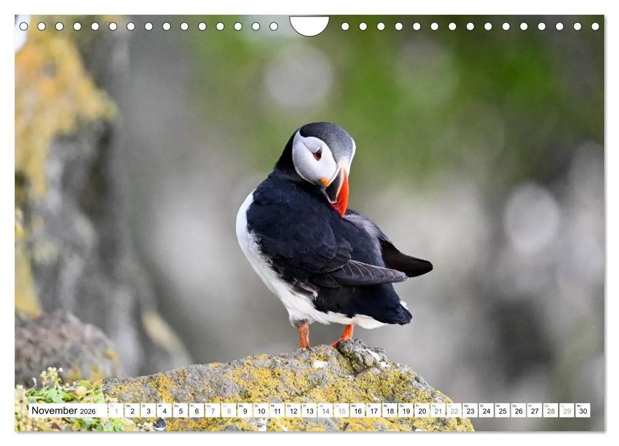 Bild: 9783516689310 | Islands Papageientaucher (Wandkalender 2026 DIN A4 quer), CALVENDO...