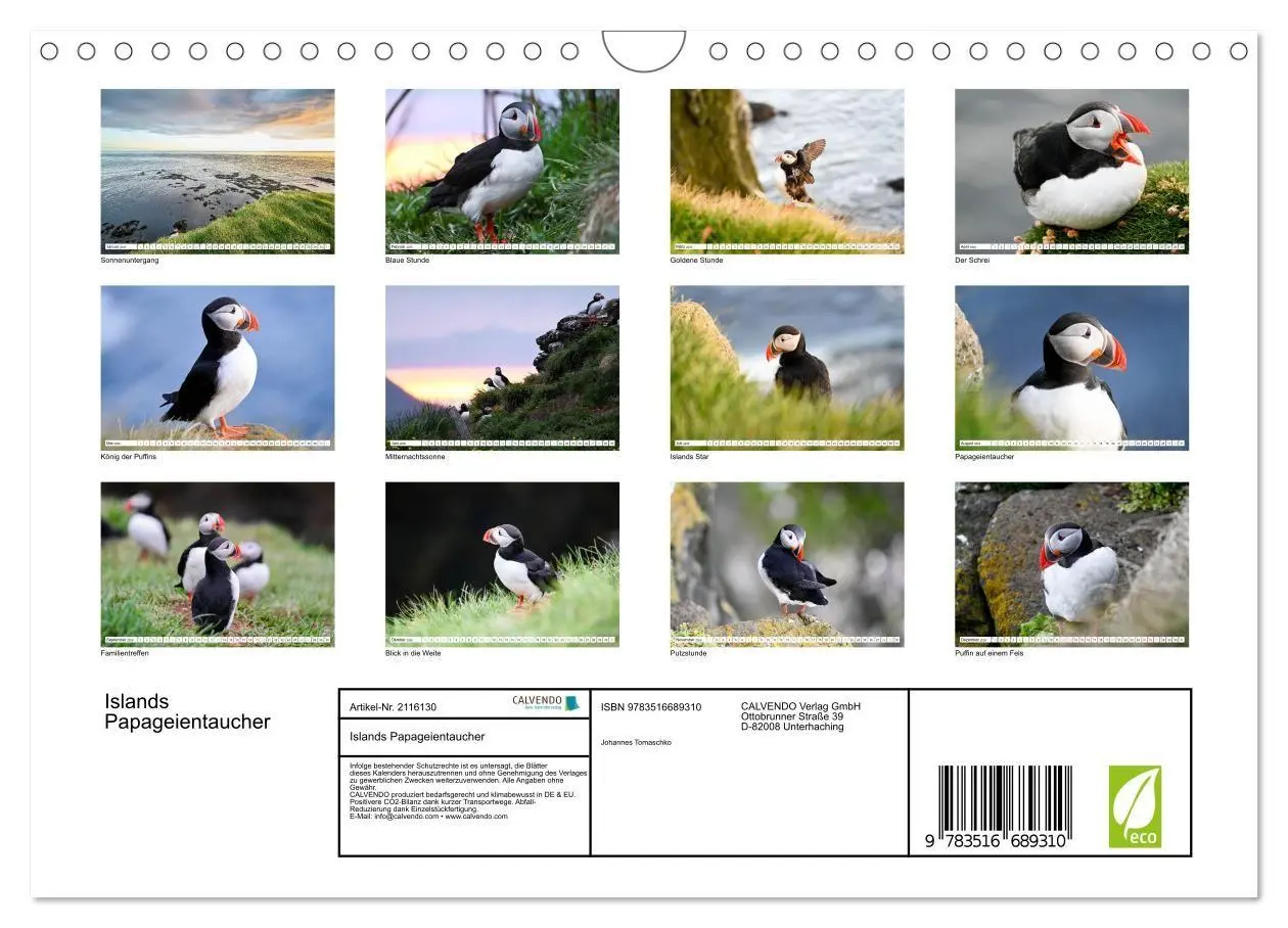 Bild: 9783516689310 | Islands Papageientaucher (Wandkalender 2026 DIN A4 quer), CALVENDO...