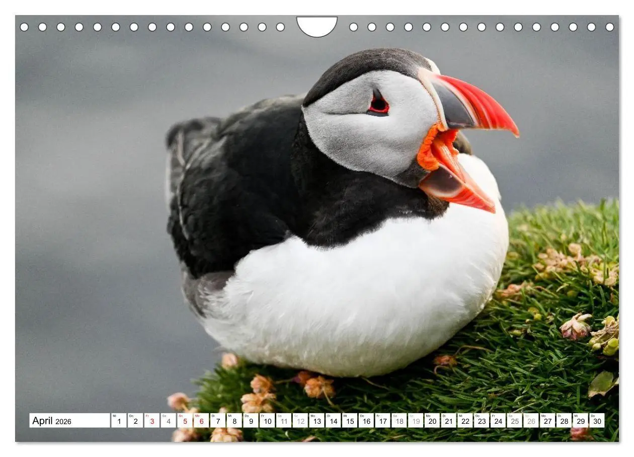 Bild: 9783516689310 | Islands Papageientaucher (Wandkalender 2026 DIN A4 quer), CALVENDO...