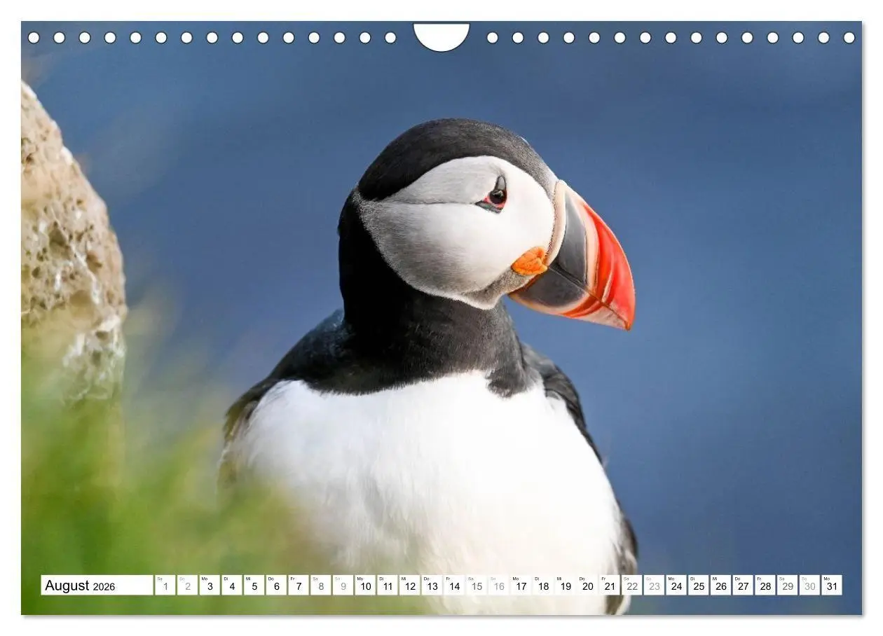Bild: 9783516689310 | Islands Papageientaucher (Wandkalender 2026 DIN A4 quer), CALVENDO...