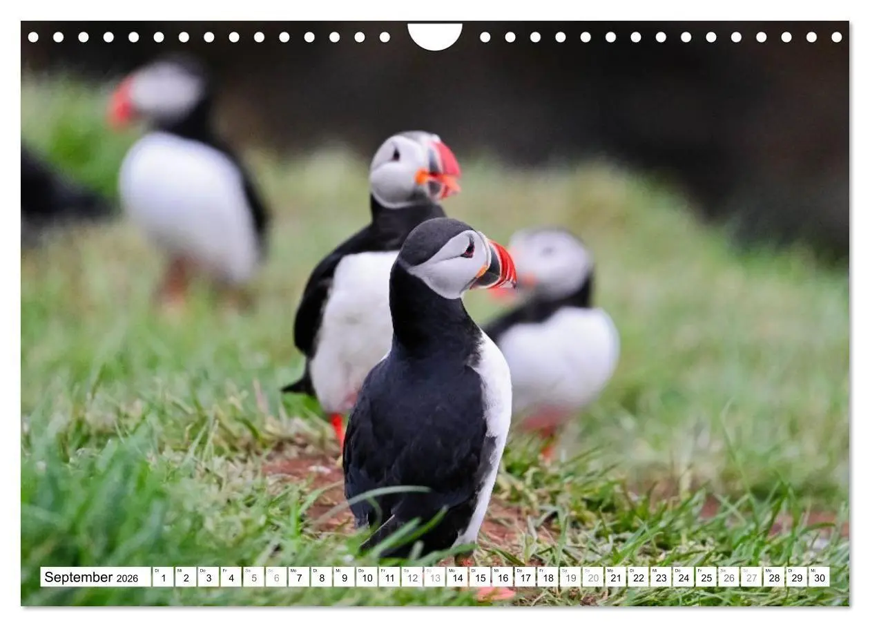 Bild: 9783516689310 | Islands Papageientaucher (Wandkalender 2026 DIN A4 quer), CALVENDO...