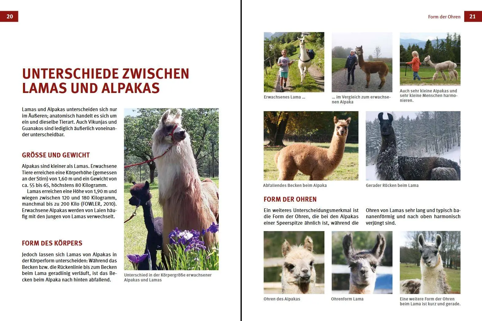 Bild: 9783702019310 | Alpakas &amp; Lamas | Begleiter aus der neuen Welt | Johanna Czerny | Buch