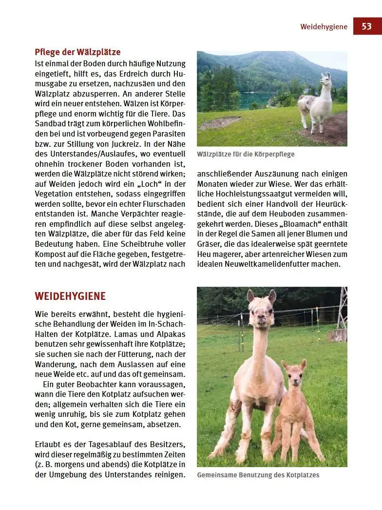 Bild: 9783702019310 | Alpakas &amp; Lamas | Begleiter aus der neuen Welt | Johanna Czerny | Buch