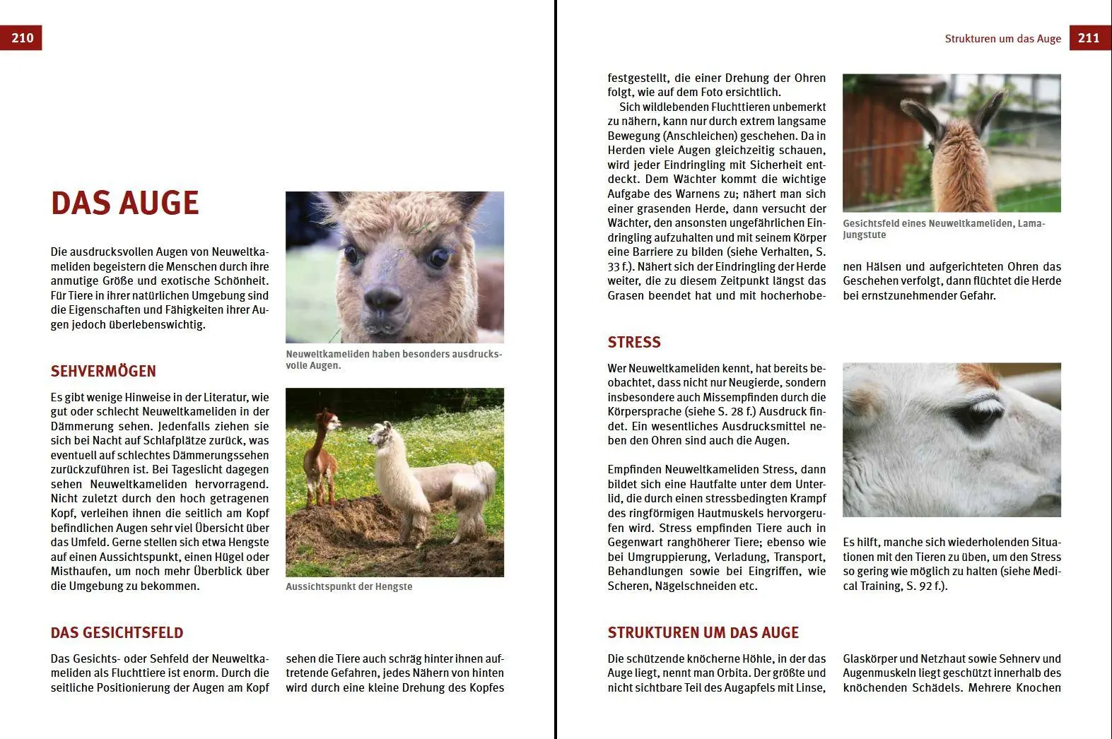Bild: 9783702019310 | Alpakas &amp; Lamas | Begleiter aus der neuen Welt | Johanna Czerny | Buch