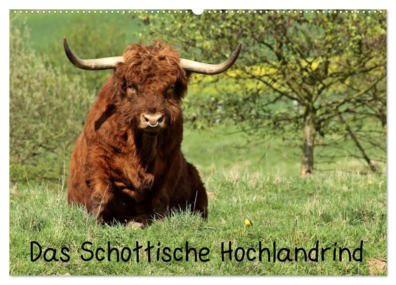 Cover: 9783457969410 | Das Schottische Hochlandrind (Wandkalender 2026 DIN A2 quer),...