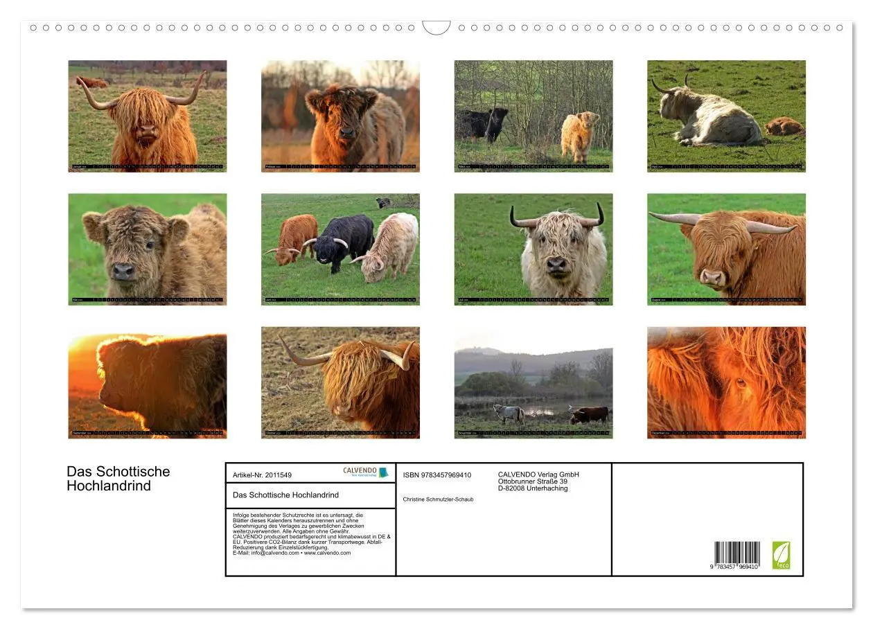 Bild: 9783457969410 | Das Schottische Hochlandrind (Wandkalender 2026 DIN A2 quer),...