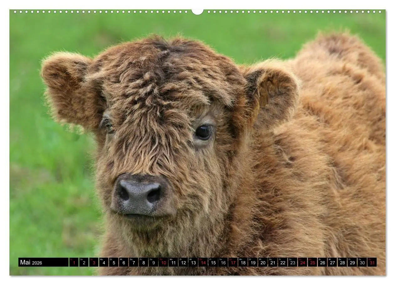 Bild: 9783457969410 | Das Schottische Hochlandrind (Wandkalender 2026 DIN A2 quer),...