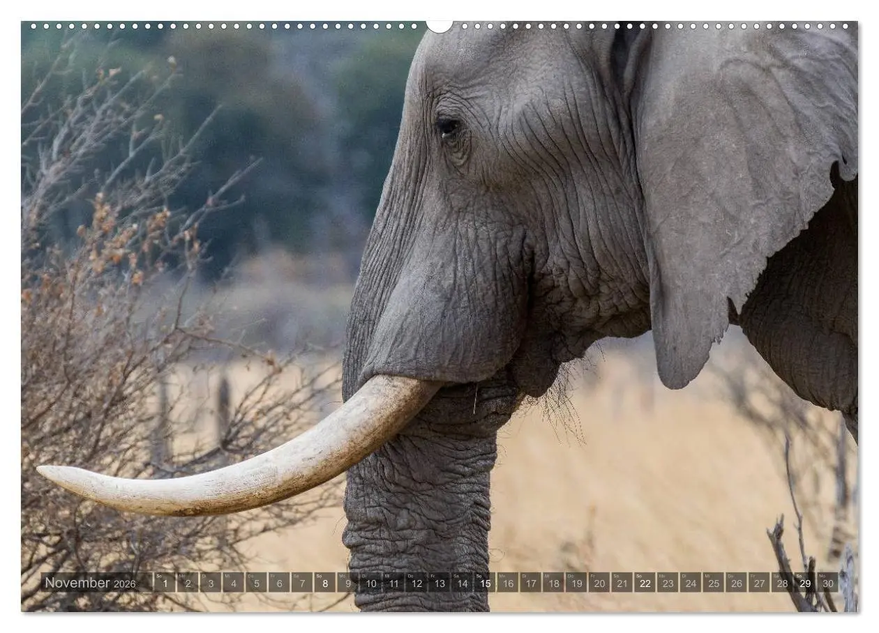 Bild: 9783516059410 | Botswana - Landschaft und Tierwelt (Wandkalender 2026 DIN A2 quer),...