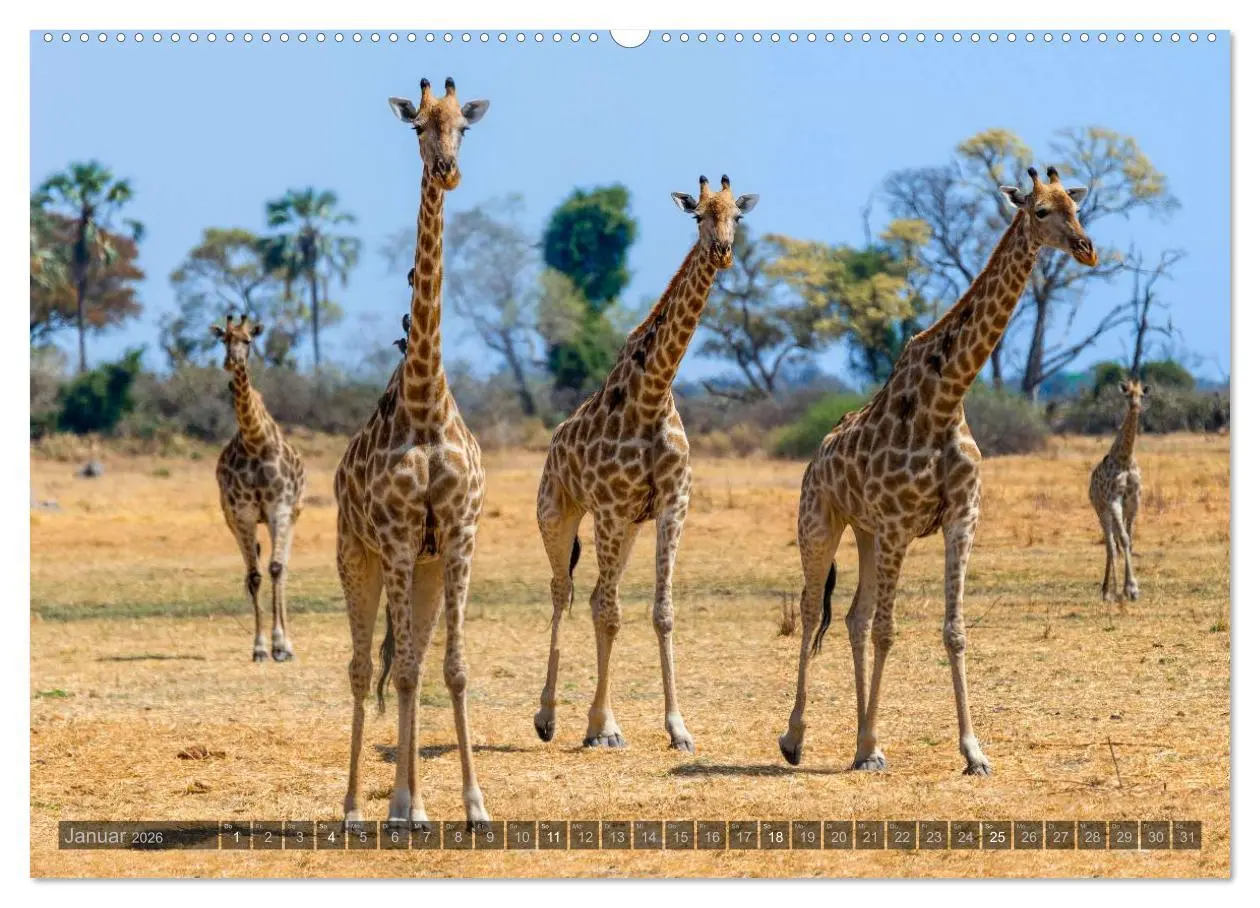 Bild: 9783516059410 | Botswana - Landschaft und Tierwelt (Wandkalender 2026 DIN A2 quer),...